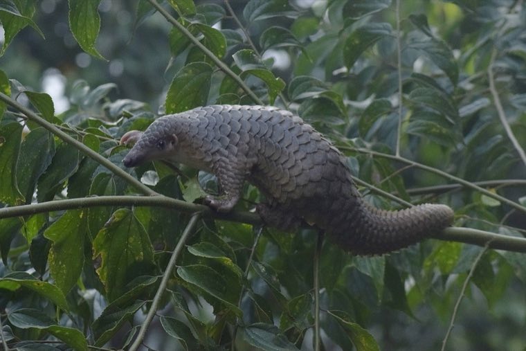 A pangolin, a suspected intermediate animal